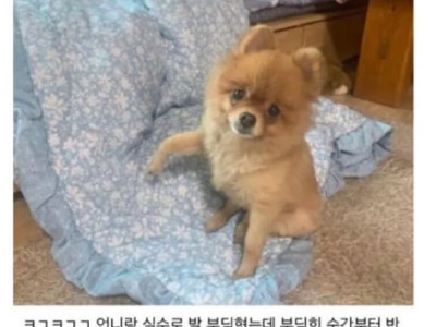 강아지한테 공갈 당한 썰