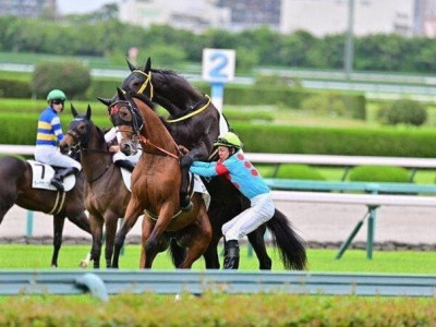 경마 경기 도중 다른 말을 강간하려 한 경주마