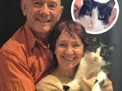 여행 도중 잃어버린 고양이가 5개월 만에 집으로 돌아왔다