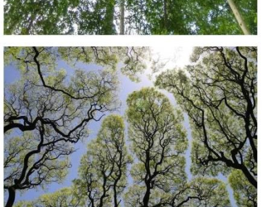 일부 나무들 사이에서 일어나는 신비한 현상