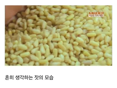 요즘 사람들은 의외로 잘 모르는 잣 본래 모습