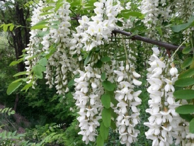 한국에 축복인 미국산 식물