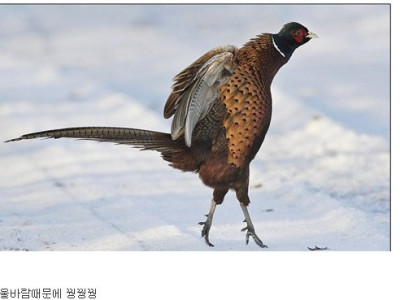 손이 시려워 꿩 발이 시려워 꿩 겨울바람 때문에~~~