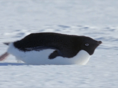 펭귄의 썰매타기?
