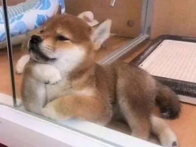 여유로운 댕댕이