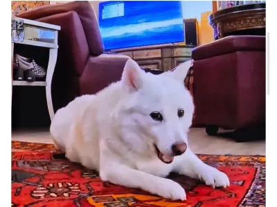 미국에서 확대당한 진돗개