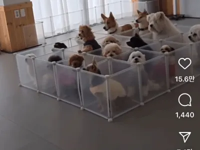 싱글벙글 요새 애견유치원 근황