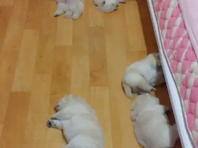 보일러 틀었더니 대참사