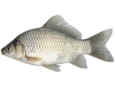 두가지 단점 때문에 생선의 왕이 되지 못한 놈