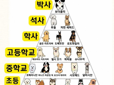 강아지 지능 등급표