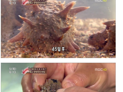 해삼의 미스테리