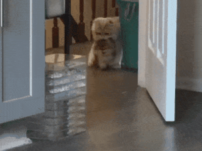 야 손님왔나. 나와서 인사해 gif