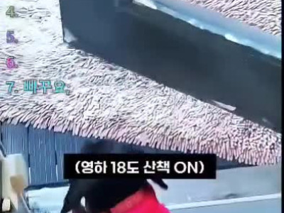 한파에 댕댕이들 산책 반응.mp4