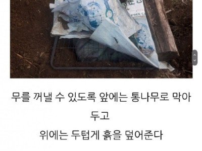 도시사람은 모르는 시골의 채소저장방법