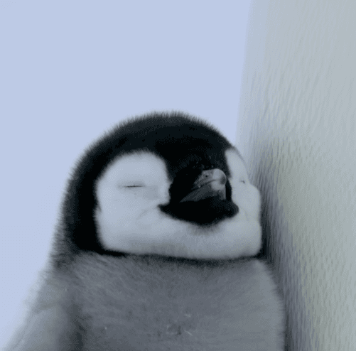 그냥 아기 펭귄 자는 모습
