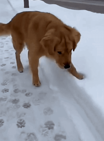 귀여운 강아지 gif 입니다. 보이십니까