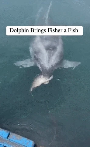 낚시 나갔는데 물고기 공짜로 받은 썰