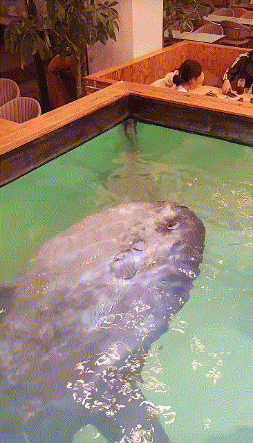 남양주 카페 개복치 논란