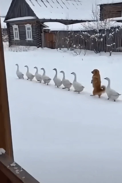 위장하지 못한 첩자.gif