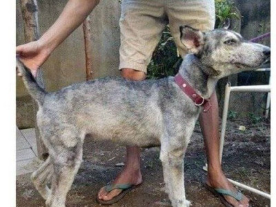 버려진 시베리안 허스키를 데려와 키운 남자