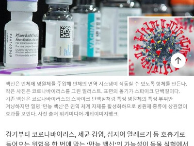 동물실험서 ‘만능 백신’ 성공… 코에 뿌리면 코로나-독감 예방