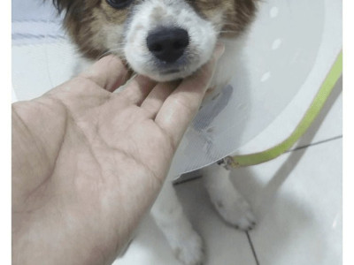 상처 입은 개를 집에 데려온 후기