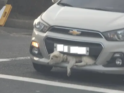 쉐보레 스파크 범퍼에 꼈던 백구 근황