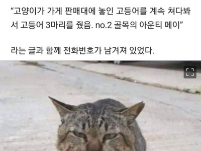 가출했다가 빚지고 당당히 돌아온 고양이