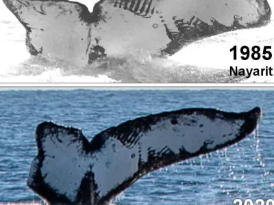 고래를 보면 꼭 '사진' 찍어둬야 하는 이유