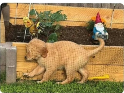 강아지 화단에 못 들어가가 망 쳐놨는데