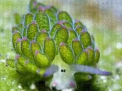 귀요미 바다 민달팽이.mp4