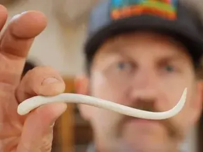 미국 텍사스의 특산품으로 여겨지는 라쿤 뼈