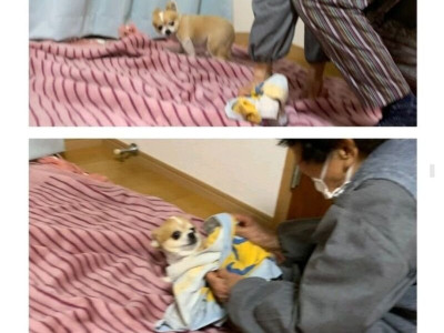 치와와의 평범한 하루.