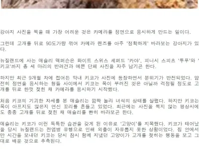 사진 찍을 때마다 고개 젖히는 강아지.