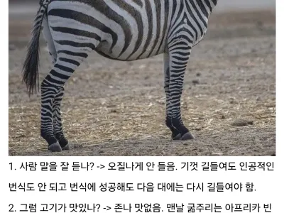 얼룩말이 밀렵되지 않는 이유