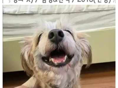 유기견들 입양 전후 표정 차이