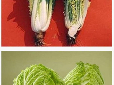 우장춘 박사의 진짜 업적