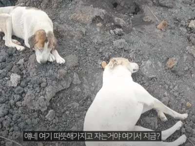 인간 따라 화산에 오른 강아지들