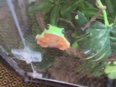 표면에 빨판처럼 달라붙는 청개구리.gif