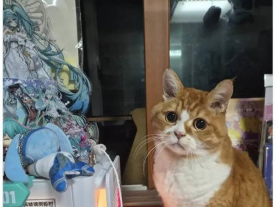 집사를 괴롭게 하는 방법을 터득한 고양이