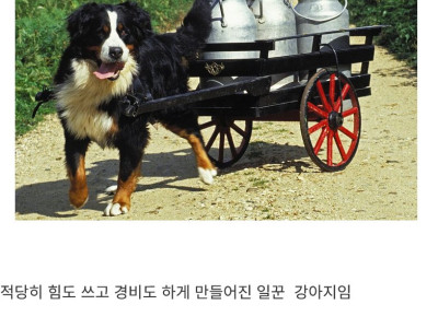 암 발병률 50%라는 견종