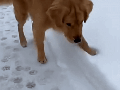 귀여운 강아지 gif 입니다. 보이십니까