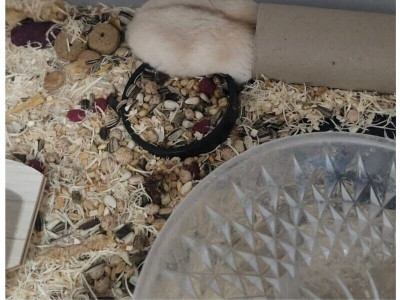 10년간 햄스터 키우기 한우물만 판 디시인