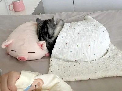 이불덮고 자는 고양이 근황