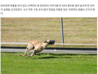 반려견 목줄 풀고 산책하다 행인 사망