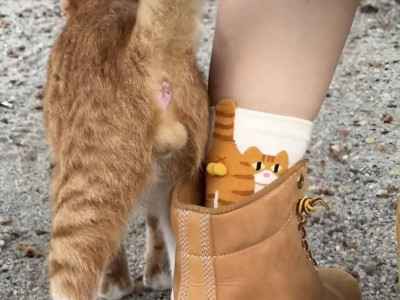 양말 닮은 고양이