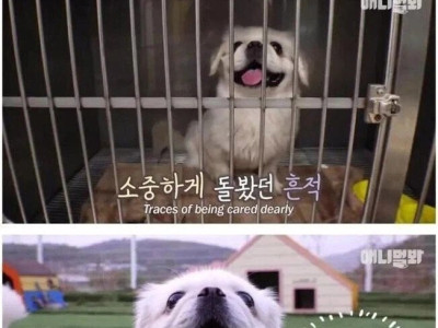 산책로 화장실에서 발견된 강아지