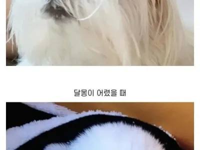 윤택이 자연인 찍다가 입양한 강아지 근황.jpg