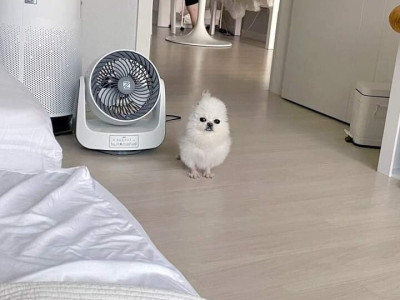 포메라고 데려왔더니 갈수록 병아리가 되어가는 강아지