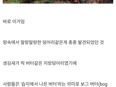 맨땅에서 채굴 가능한 천연버터